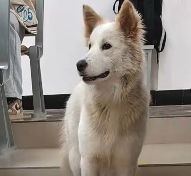 2026世界杯分组-湖南湘潭宠物狗跑进高校被保安吃了？校方：系“开玩笑”，当时吃的狗肉是保安自己买的，当地警方已介入处理